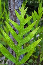 Image result for Microsorum scolopendria