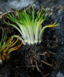 Image result for Isoetes