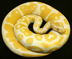 On the flip side, ball pythons can vary greatly in price as well. Ball Python Snake Care