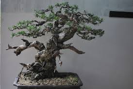 Image result for Pemphis