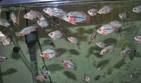 Ikan louhan memang cocok jika dipelihara di aquarium karena corak warna dari ikan ini bisa terlihat lebih jelas. Pin Di Budidaya Ikan Hias