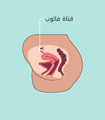 المهبل والأعضاء الداخلية - الحب ثقافة