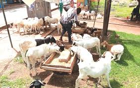 Eid al-Adha: Tamale Traders Worry as Livestock Prices Fall, Accra Sees High Prices - Imagen principal del artículo