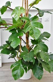 Philodendron Squamiferum Philodendron Plant Inside Plants Plants