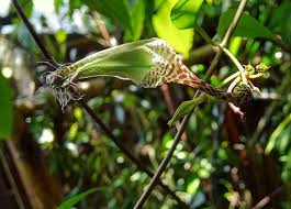 Image result for Ceropegia schultzei