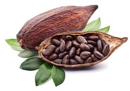 Beurre De Cacao Kakaobohne Kakao Schokoladenbaum