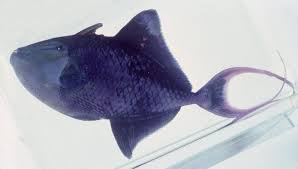 4420) and east to the marquesas and society islands, north to southern japan. Redtooth Triggerfish Odonus Niger Ruppell 1837 The Australian Museum