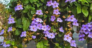 Blue Sky Flower Thunbergia Nil Mal Val Climber Plants Plant Breeding Flowers