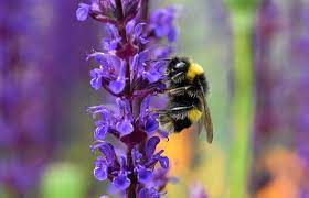 To verify, go to the source and check the information there. Just A Handful Of Wild Bee Species Do Most Of The Pollination Work Los Angeles Times
