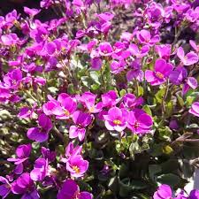 Image result for Arabis alpina