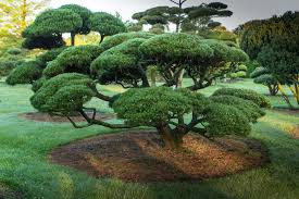 Parkertech Kerteszet Faiskola Debrecen Gardenart Gardening Nursery Horticulture Park Garden Technology Nat Landscape Design Bonsai Yard Landscaping