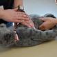Pet First Aid & CPR event image
