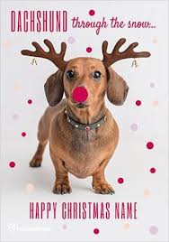 Funny dog christmas card ideas. Dog Christmas Cards Cute Funny Funky Pigeon