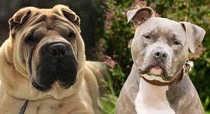 They required very less grooming as while obtaining your sharpull terrier puppy be sure to do so from a responsible breeder. Shar Pei Pitbull Mix Is The Pit Pei Right For You