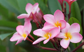 Best flower wallpaper 1440x2560 wallpaper beste iphone wallpaper floral wallpaper iphone download 1440x2560 wallpaper beautiful, amoled pink flower, minimal, qhd samsung galaxy s6. 40 Beautiful Flower Wallpapers For Your Desktop Mobile And Tablet Hd Wallpapers