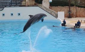 Vous devez indiquer le texte source pour obtenir des informations supplémentaires. Le Parc Asterix Ferme Son Delphinarium Chez Nous Cela Devenait Presque Incongru Le Parisien