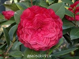 Camellia Camellia Plant Flowering Shrubs Flowers