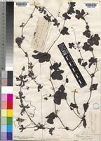 Image result for Trochomeria hookeri