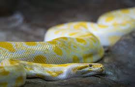 Are you scared of snakes and believe that all types of snakes in the world are a serious threat to humans? Why Are We So Scared Of Snakes And Spiders According To Researchers This Fear Is Ingrained In Our Brains Thriveworks