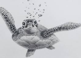 Drawn Sea Turtle Pencil 20 1024 X 736 Turtle Drawing Turtle Tattoo Designs Sea Turtle Art