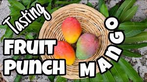 Apples, pears, plums and cherries are the main fruits that need cross pollination. A Glimpse Of Fruit Punch Mango What Does It Taste Like Youtube