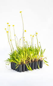 Image result for Wahlenbergia paludicola