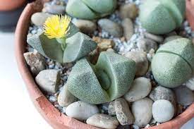 How To Care For A Split Rock Succulent Pleiospilos Nelii Succulents Planting Succulents Plants
