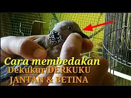 Pada beberapa kondisi, burung pleci jantan dan betina memiliki paruh yang sama. Review Cara Membedakan Derkuku Dekukur Jantan Dan Betina How To Distinguish A Dove Youtube