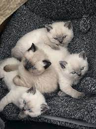 Stunning Colour Point Persian Kittens Kitten Adoption Persian Kittens Kittens