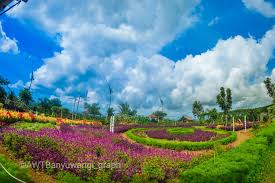 40 pakai akar bahar pelancong : Bukan Taman Amsterdam Taman Bunga Cantik Ini Ada Di Agro Wisata Tamansuruh Banyuwangi