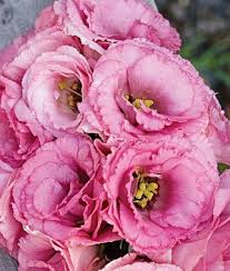 Image result for eustoma Balboa