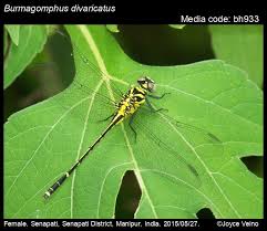 Image result for Distephanus divaricatus