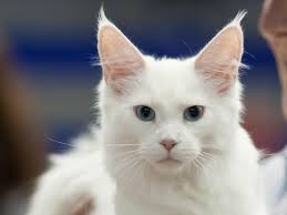 White Maine Coon