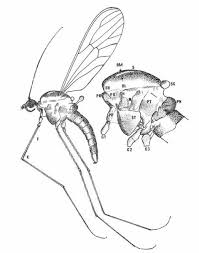 Maybe you would like to learn more about one of these? What S The Point Of Midges And How Do You Stop Them Biting University Of Cambridge