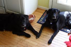Maybe you would like to learn more about one of these? Tips For Dog Owners With Hardwood Floors The Log Homes Guide