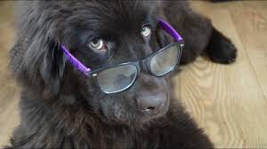 pin na doske zhivotnye