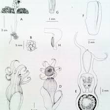 Image result for Afrothismia zambesiaca