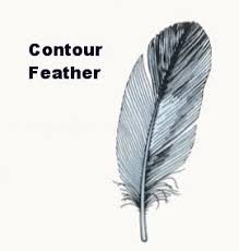 Types Of Bird Feathers