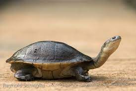 Roti Island Snake Necked Turtle Turtle Reptile Freshwater Turtles Turtle Time