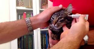 From simple antibiotics to other medicines cats make this an egoistic issue of eating any pill and are usually experts in spitting it out. 6 Ways To Give Cats Medicine Avoid Tablets Walkerville Vet