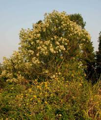 Image result for Vernonanthura polyanthes