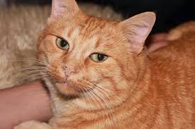 Is it because they vaguely resemble a basketball? Free Photo Orange Cat Animal Cat Close Up Free Download Jooinn