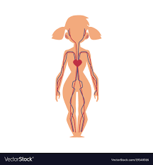 Anatomy Chart Of Human Blood System Female Body