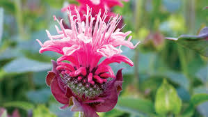 See more ideas about plants, zone 8 plants, planting flowers. The Best Flowers To Get Bees Butterflies Other Pollinators Pollinating Sunset Magazine