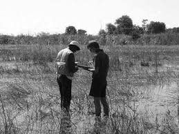 Image result for Chamaecrista zambesica