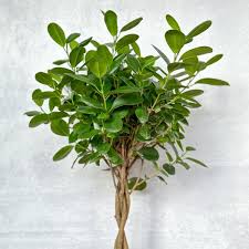 Image result for Ficus tesselata