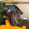 If you see your betta on his side at the bottom of his tank then he might just be having a little snooze. 1