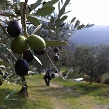 Gardener who planted them told us to water them once a week with a bucket of water now all trees have more brown leaves, than green. How To Care For Olive Trees Through The Seasons Dengarden