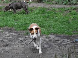 Profile for In Kennels & In-Visible Spanish dogs desperately needing homes