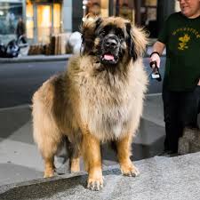 Find leonberger puppies for sale or stud service near you using your zip code or postal code. Pin Auf Leonbergers